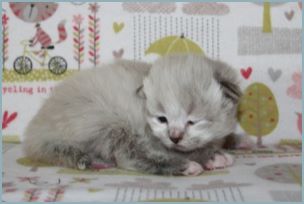 Male Siberian Kitten from Deedlebug Siberians